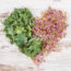 National Cholesterol Month: What Are Your Numbers Saying About Your Risk for Disease?